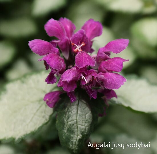 Dėmėtoji notrelė (Lamium maculatum) 'Beacon Silver'